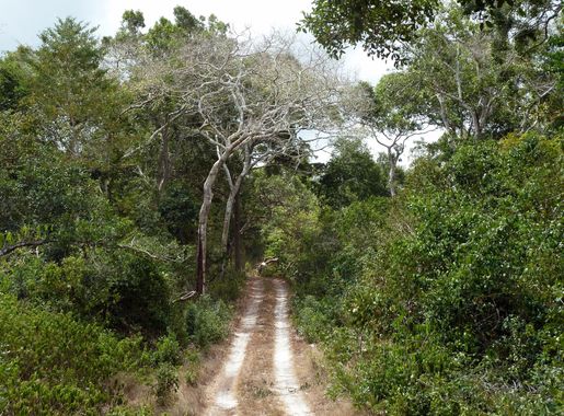 File:The road in Arabuko Sokoke Forest - panoramio.jpg - Wikimedia Commons