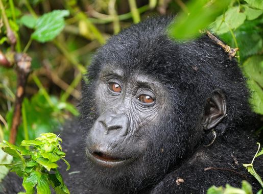 File:067 Mountain gorilla at Bwindi Impenetrable Forest National Park Photo  by Giles Laurent.jpg - Wikimedia Commons