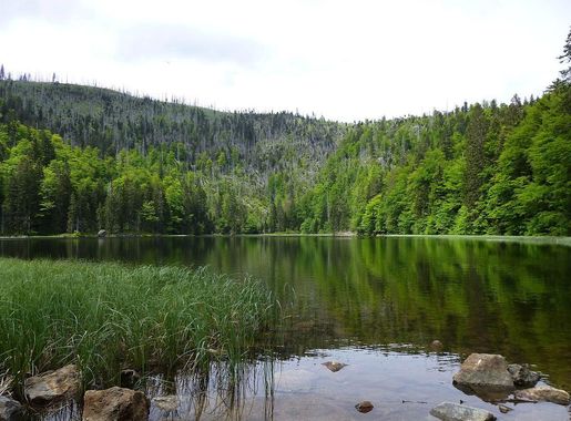 Datei:Rachelsee, Nationalpark Bayr. Wald.JPG – Wikipedia