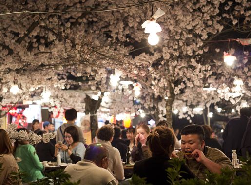 File:Maruyama Koen hanami.jpg - Wikimedia Commons