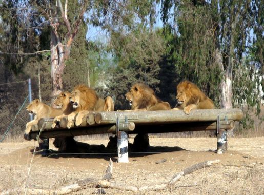 File:Panthera leo in Ramat-Gan Safari.jpg - Wikimedia Commons