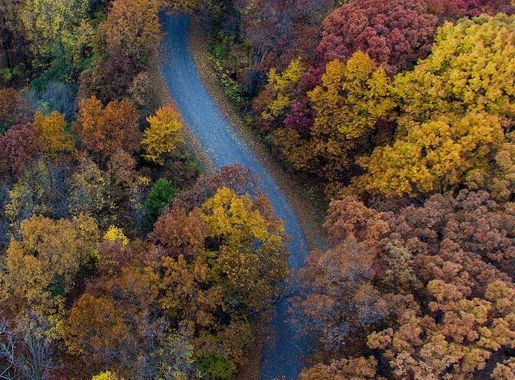 forest road surrounded green and | Free Photo - rawpixel
