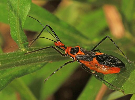 File:Milkweed Assassin Bug - Zelus longipes, Catahoula National Wildlife  Refuge, Rhinehart, Louisiana.jpg - Wikimedia Commons