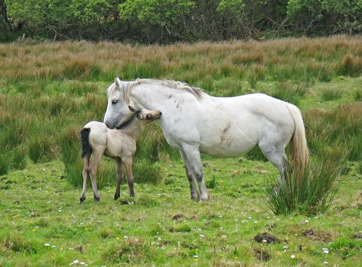 File:Connemara - Connemara National Park, Connemara Ponies.jpg - Wikimedia  Commons