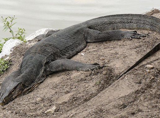File:Monitor Lizard, Sungei Buloh Wetlands Reserve, Singapore  (1669835154).jpg - Wikimedia Commons