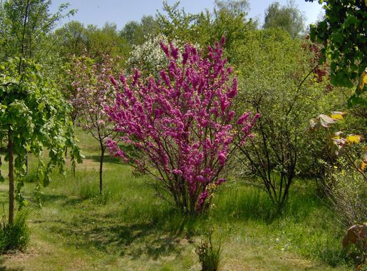 Súbor:Arborétum-Mlyňany-flower2.JPG – Wikipédia