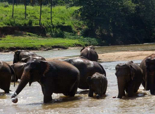 File:Elephant Bathing at Pinnawala Elephant Orphanage, 2015-04-04-2.jpg -  Wikimedia Commons