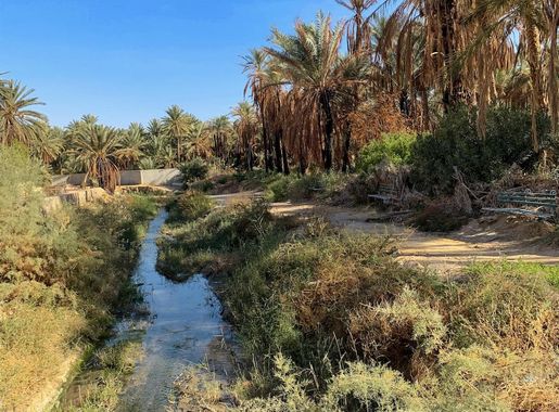 File:Bled El Hadhar valley in Tozeur, Tunisia (Djerid Oasis).jpg -  Wikimedia Commons