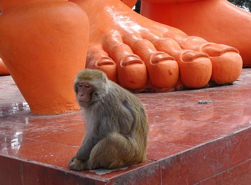 File:Monkey at Foot of Sculpture - Jakhu Temple - Shimla - Himachal Pradesh  - India (25936175444).jpg - Wikimedia Commons