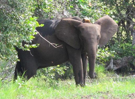 File:Gabon Loango National Park Elephant with GPS tracker fitted.jpeg -  Wikimedia Commons