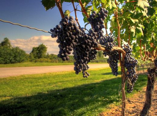 File:Wine grapes nearing harvest in Ontario-also example of trellis  wire.jpg - Wikimedia Commons