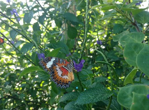 File:Kemenuh Butterfly Park Bali.jpg - Wikimedia Commons