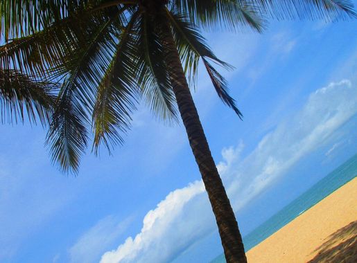 File:Palm tree on a beach in Lagos with sand and a beautiful sea.jpg -  Wikimedia Commons