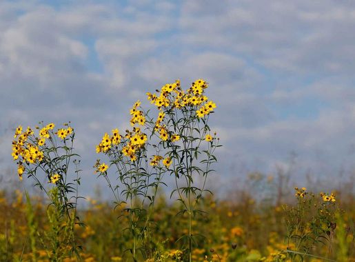 Explore the Tallgrass Prairie at Herbert Hoover with a National Park Ranger  - Herbert Hoover National Historic Site (U.S. National Park Service)