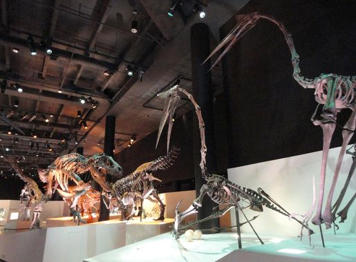 File:Dinosaur exhibit - Houston Museum of Natural Science - DSC01882.JPG -  Wikimedia Commons