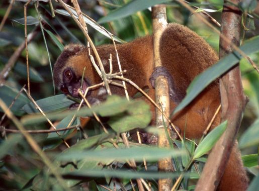 File:Golden Bamboo Lemur (Hapalemur aureus) eating bamboo ...  (44530287785).jpg - Wikimedia Commons