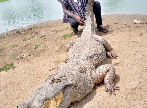 File:Paga crocodile pond in the upper east region of Ghana, where humans  interact with crocodiles freely, unhurt.jpg - Wikimedia Commons