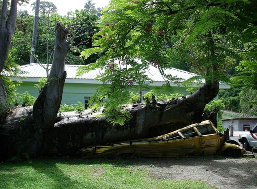 File:Baobab and bus.JPG - Wikimedia Commons