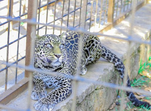 File:Panthère 3 au Musée vivant.jpg - Wikimedia Commons