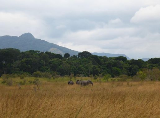 File:Elephants in Lopé National Park.JPG - Wikimedia Commons
