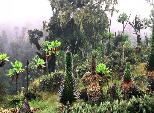 File:Ruwenpflanzen.jpg - Wikimedia Commons