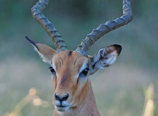 File:Impala - Aepyceros melampus, Gorongosa National Park, Mozambique  (45310999874).jpg - Wikimedia Commons