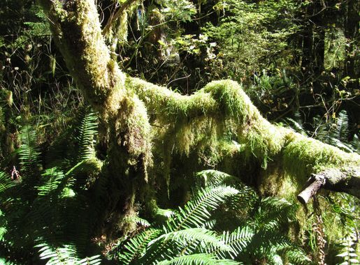 File:Hoh Rainforest - Olympic National Park - Washington State  (9780160012).jpg - Wikimedia Commons