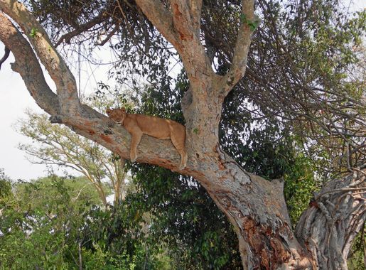 Datei:Tree lion uganda.JPG – Wikipedia