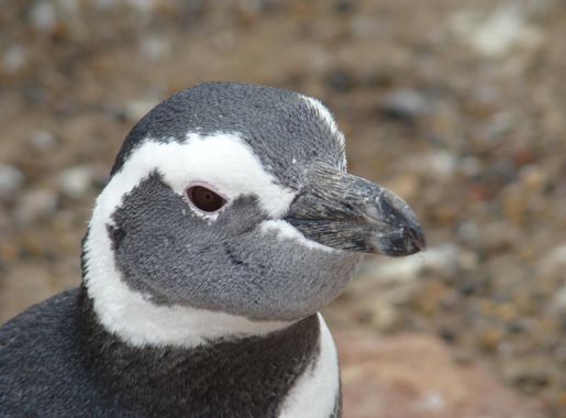 Archivo:Punta Tombo Argentina pinguino ni.jpg - Wikipedia, la enciclopedia  libre