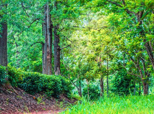 Fotos gratis : vegetación, naturaleza, ecosistema, verde, reserva natural,  Bosques templados de hoja ancha y mixtos, árbol, Viejo bosque del  crecimiento, Bosques de coníferas tropicales y subtropicales, selva,  arboleda, Norte, bosque de