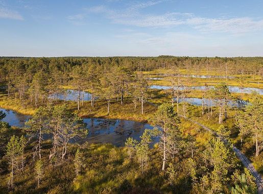File:Viru Bog, Parque Nacional Lahemaa, Estonia, 2012-08-12, DD 26.JPG -  Wikimedia Commons