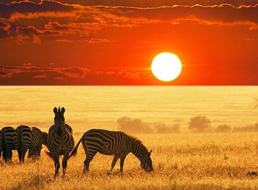 File:ZEBRAS KE.jpg - Wikimedia Commons
