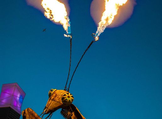File:Praying Mantis Breathes Fire (194075455).jpeg - Wikimedia Commons