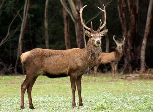 File:Red Deer Grazing, Hall's Gap, Victoria Australia (4843640408).jpg -  Wikimedia Commons