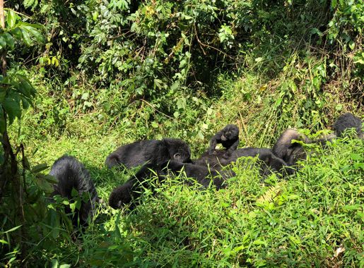 File:Bwindi Mountain Gorillas Nshongi Family 2019.jpg - Wikimedia Commons