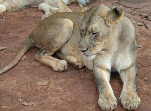 Fichier:Lionne du Cameroun.JPG — Wikipédia