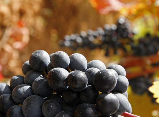 File:Tempranillo grapes from Rioja Alavesa.jpg - Wikimedia Commons