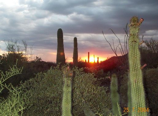 File:Saguaro,Sonora Desert Museum.jpg - Wikimedia Commons