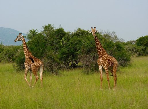File:Akagera National Park Girafes.jpg - Wikimedia Commons