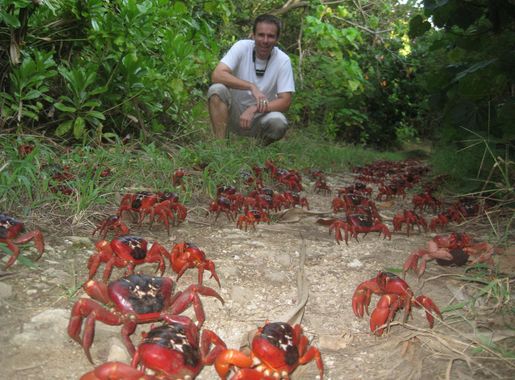 File:Ian Usher Christmas Island Crabs.JPG - Wikipedia
