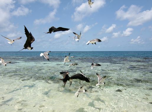 Rafa Koralowa Belize – Wikipedia, wolna encyklopedia