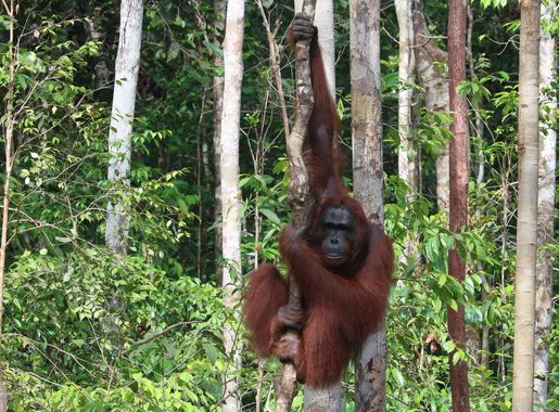 File:Orang Utan at Tanjung Puting National Park.jpg - Wikimedia Commons