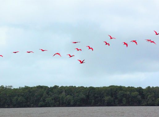File:Revoada das aves vermelhas.jpg - Wikimedia Commons