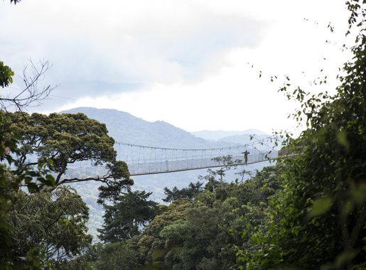 File:Nyungwe Canopy Walk.jpg - Wikimedia Commons