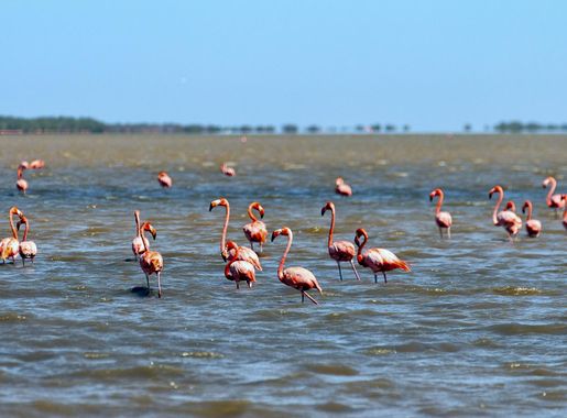 File:American Flamingo - Flamenco (Phoenicopterus ruber) (13887313934).jpg  - Wikimedia Commons