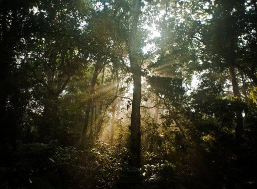 Lawachara National Park - Wikipedia