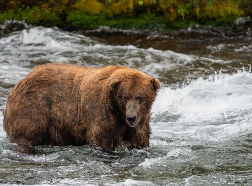 2023-fat-bear-week-dates-released - Katmai National Park & Preserve (U.S. National  Park Service)