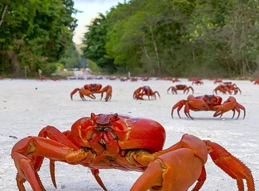 File:Crab migration extra - chris bray-1.jpg - Wikimedia Commons