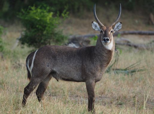 File:Waterbuck - Kobus ellipsiprymnus, Gorongosa National Park, Mozambique  (42449955021).jpg - Wikimedia Commons