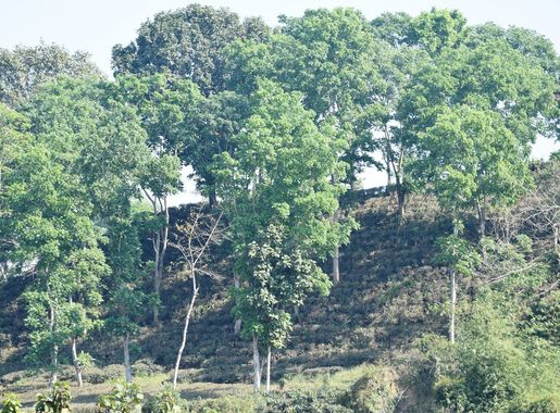 File:Landscape of Hazarikhil Wildlife Sanctuary.jpg - Wikimedia Commons